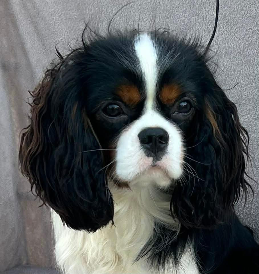 Naissance de 7 chiots le 11 mai 2026